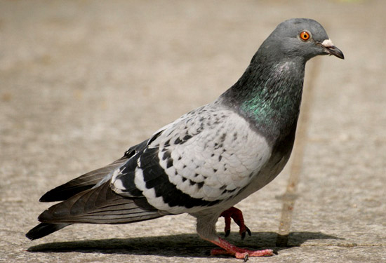 pigeon control hunter valley