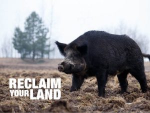 Hogeye, feral pigs, farming issues