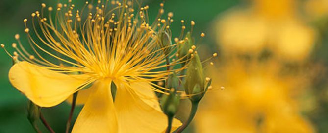 St John's Wort