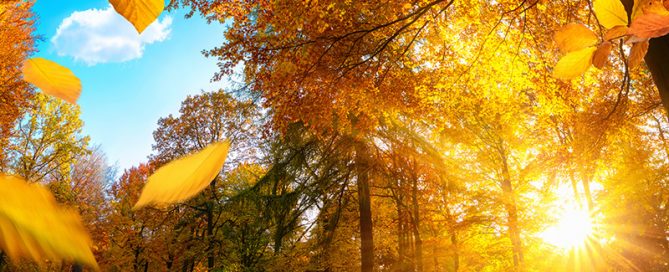 Autumn Update Hunter Land Management