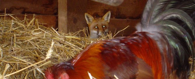 Vertebrate Pest, Hunter Land Management, Feral Cat, Hogs, Pigs, Fox